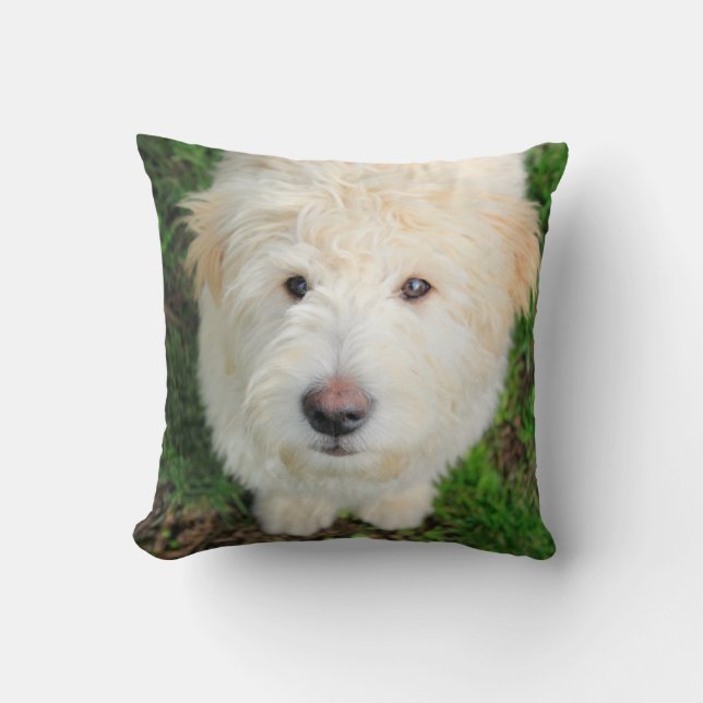 Goldendoodle Puppy Looking At Camera Throw Pillow (Front)