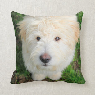 Goldendoodle Puppy Looking At Camera Throw Pillow
