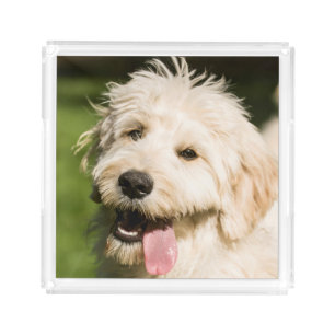 Goldendoodle Puppy Panting Acrylic Tray