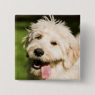 Goldendoodle Puppy Panting Button
