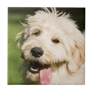Goldendoodle Puppy Panting Ceramic Tile