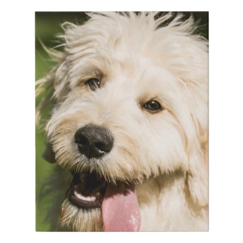 Goldendoodle Puppy Panting Faux Canvas Print