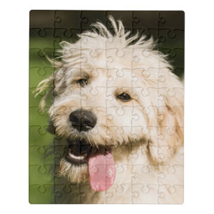 Goldendoodle Puppy Panting Jigsaw Puzzle
