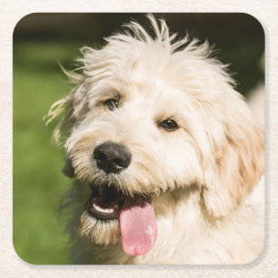 Goldendoodle Puppy Panting Square Paper Coaster