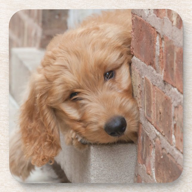 Goldendoodle Puppy Peeking Beverage Coaster (Front)