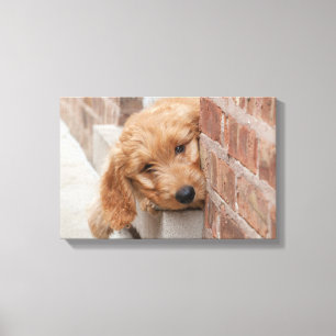 Goldendoodle Puppy Peeking Canvas Print