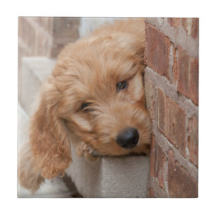 Goldendoodle Puppy Peeking Ceramic Tile