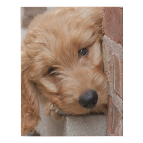 Goldendoodle Puppy Peeking Faux Canvas Print