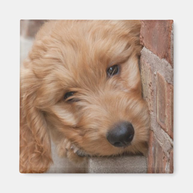 Goldendoodle Puppy Peeking Magnet (Front)