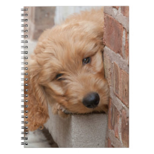 Goldendoodle Puppy Peeking Notebook