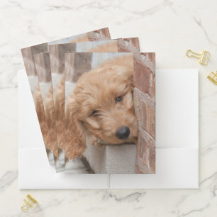 Goldendoodle Puppy Peeking Pocket Folder