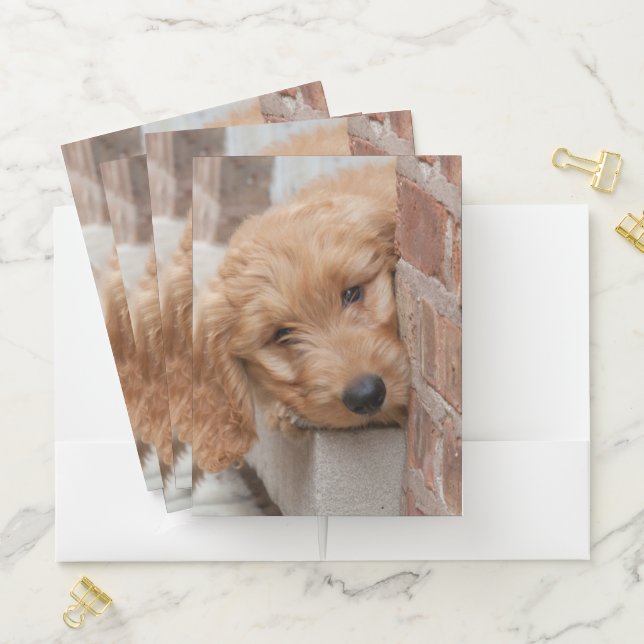 Goldendoodle Puppy Peeking Pocket Folder (In Situ)