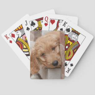 Goldendoodle Puppy Peeking Poker Cards