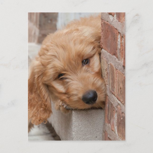 Goldendoodle Puppy Peeking Postcard (Front)