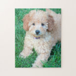 Goldendoodle Puppy Puzzle<br><div class="desc">Adorable Goldendoodle puppy poses on lawn.</div>