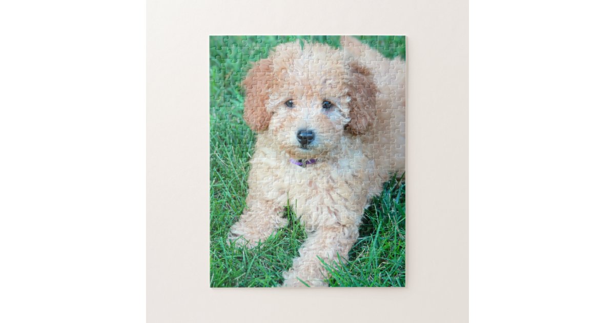 Goldendoodle Puppy Puzzle | Zazzle