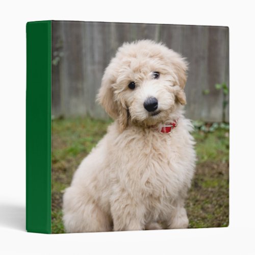 Goldendoodle Puppy Sits In Grass 3 Ring Binder