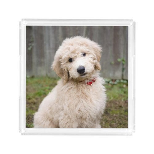 Goldendoodle Puppy Sits In Grass Acrylic Tray