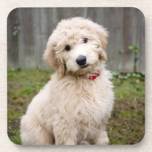 Goldendoodle Puppy Sits In Grass Beverage Coaster