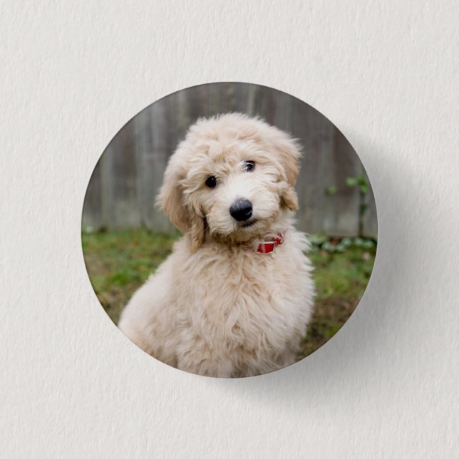 Goldendoodle Puppy Sits In Grass Button (Front)