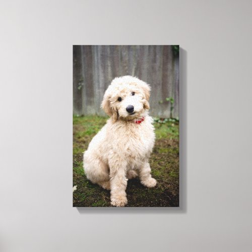 Goldendoodle Puppy Sits In Grass Canvas Print