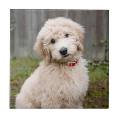 Goldendoodle Puppy Sits In Grass Ceramic Tile