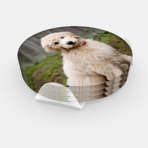 Goldendoodle Puppy Sits In Grass Coaster Set