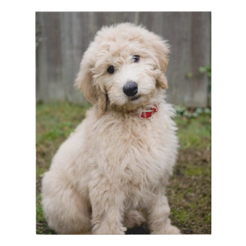 Goldendoodle Puppy Sits In Grass Faux Canvas Print