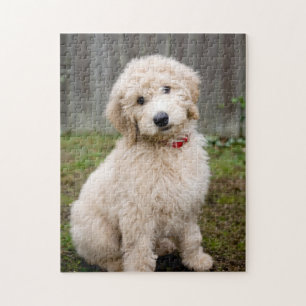 Goldendoodle Puppy Sits In Grass Jigsaw Puzzle