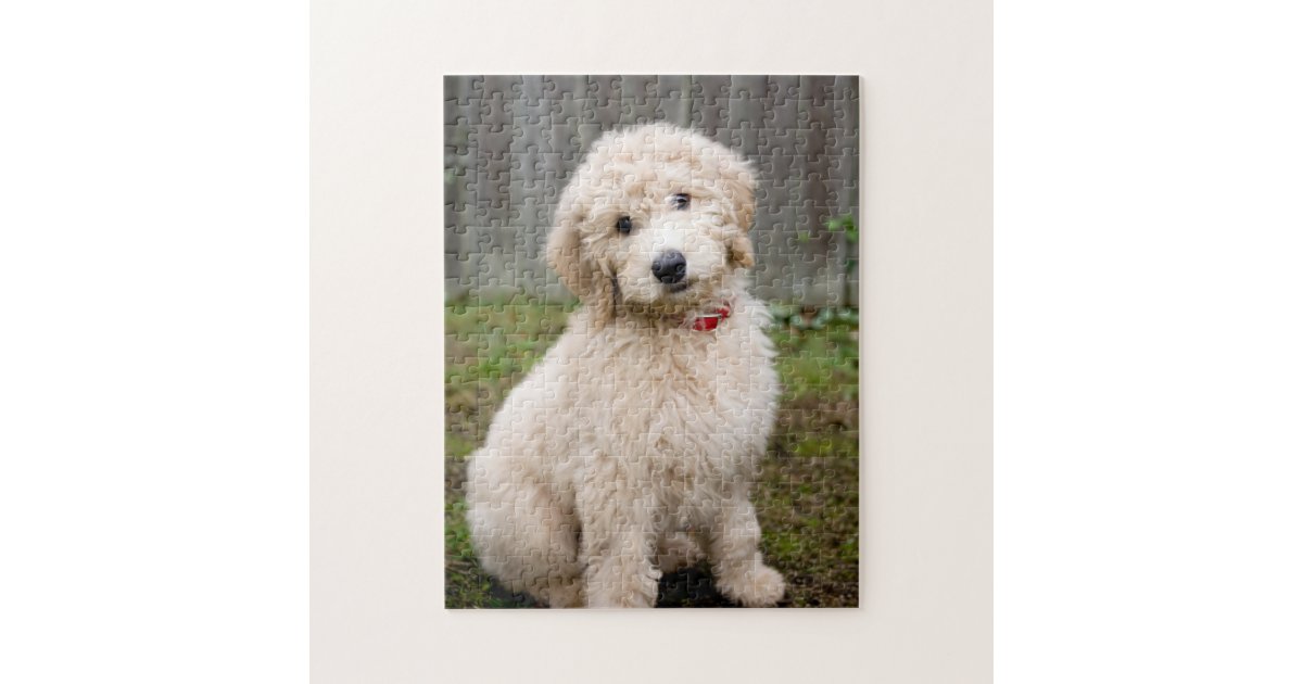 Goldendoodle Puppy Sits In Grass Jigsaw Puzzle Zazzle