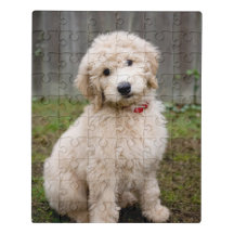 Adults VinMea 1000 Piece Jigsaw Puzzle A Goldendoodle with Snow On Its Nose Jigsaw Puzzles Artwork for Child