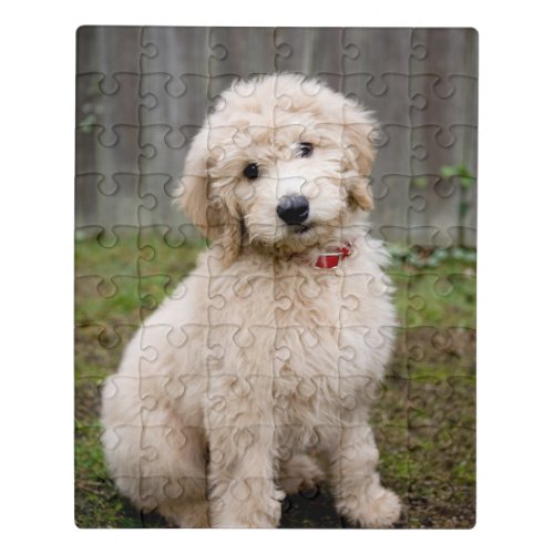 Goldendoodle Puppy Sits In Grass Jigsaw Puzzle