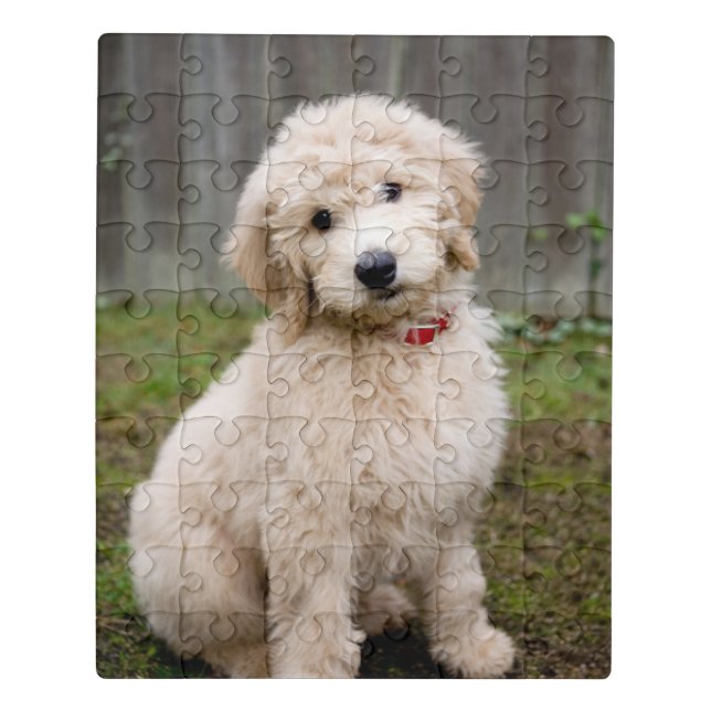 Goldendoodle Puppy Sits In Grass Jigsaw Puzzle (Puzzle Vertical)
