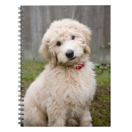 Goldendoodle Puppy Sits In Grass Notebook