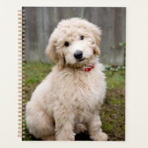 Goldendoodle Puppy Sits In Grass Planner