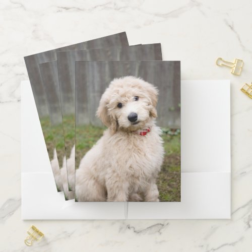 Goldendoodle Puppy Sits In Grass Pocket Folder