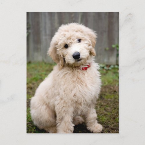 Goldendoodle Puppy Sits In Grass Postcard