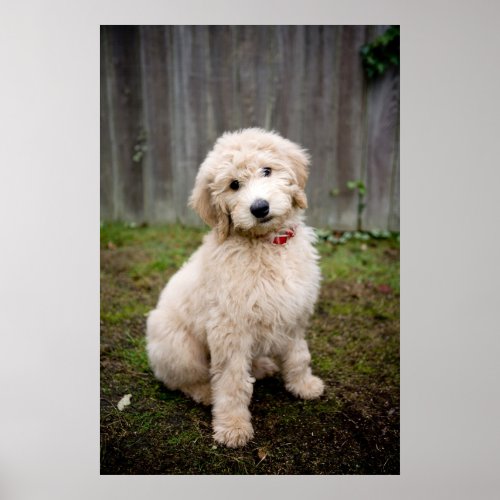 Goldendoodle Puppy Sits In Grass Poster