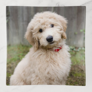 Goldendoodle Puppy Sits In Grass Trinket Tray