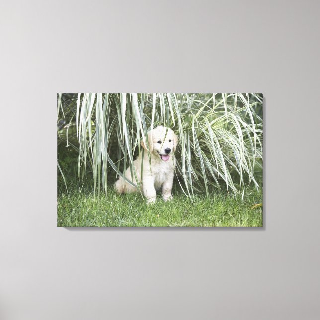 Goldendoodle puppy sitting under tall grasses canvas print (Front)
