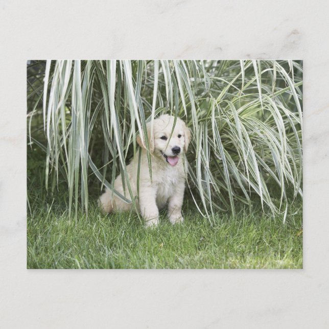 Goldendoodle puppy sitting under tall grasses postcard (Front)