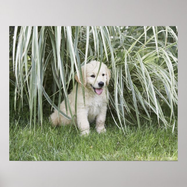 Goldendoodle puppy sitting under tall grasses poster (Front)
