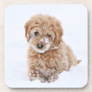 Goldendoodle Puppy With Snow On Face Beverage Coaster