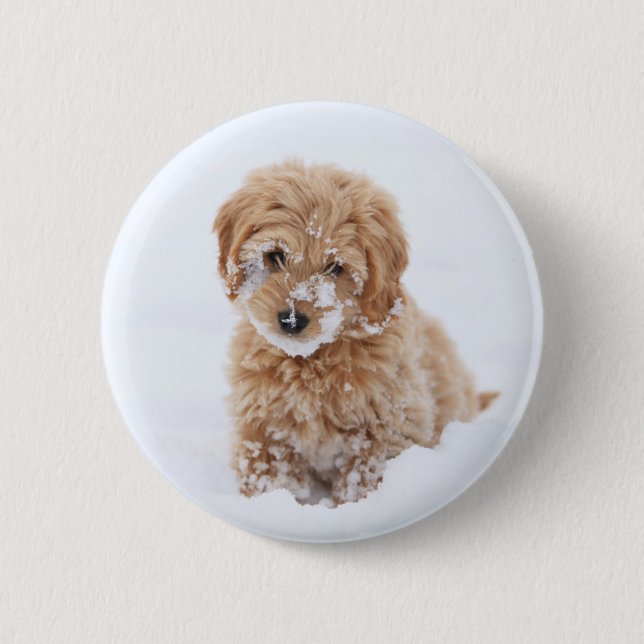 Goldendoodle Puppy With Snow On Face Button (Front)