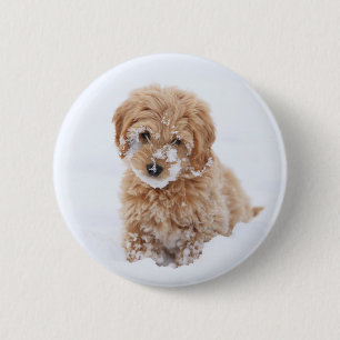Goldendoodle Puppy With Snow On Face Button