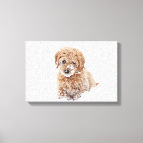 Goldendoodle Puppy With Snow On Face Canvas Print