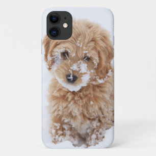 Goldendoodle Puppy With Snow On Face iPhone 11 Case