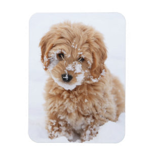 Goldendoodle Puppy With Snow On Face Magnet