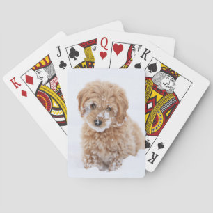Goldendoodle Puppy With Snow On Face Poker Cards