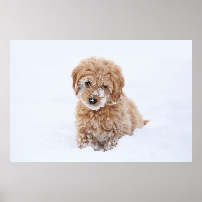 Goldendoodle Puppy With Snow On Face Poster (Front)